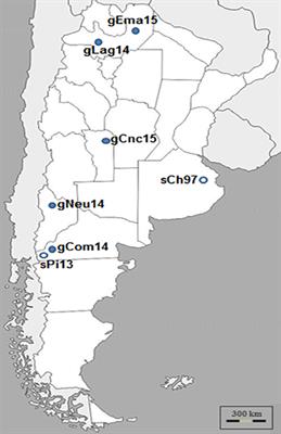 Phylogenetic Analysis of ORF Viruses From Five Contagious Ecthyma Outbreaks in Argentinian Goats